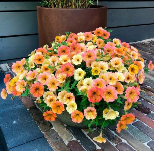 Petūnija 'Indian Summer' (pieejams no jūnija)